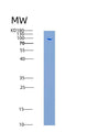 SDS-PAGE analysis of Human VCAM1 (Vascular Cell Adhesion Protein 1) - Recombinant Protein, showing >85% purity under 15% SDS-PAGE (Reduced)