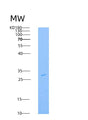 SDS-PAGE analysis of Human TGFB1 (Transforming Growth Factor Beta-1 Proprotein) - Recombinant Protein, showing >85% purity under 15% SDS-PAGE (Reduced)