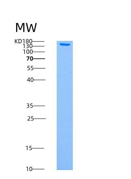 SDS-PAGE analysis of Human PRKAG3 (5'-Amp-Activated Protein Kinase Subunit Gamma-3) - Recombinant Protein, showing >90% purity under 15% SDS-PAGE (Reduced)