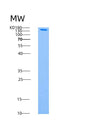 SDS-PAGE analysis of Human PRKAG1 (5'-Amp-Activated Protein Kinase Subunit Gamma-1) - Recombinant Protein, showing >85% purity under 15% SDS-PAGE (Reduced)