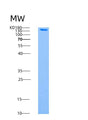 SDS-PAGE analysis of Human PRKAB1 (5'-Amp-Activated Protein Kinase Subunit Beta-1) - Recombinant Protein, showing >90% purity under 15% SDS-PAGE (Reduced)