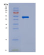 SDS-PAGE analysis of Mouse Ghrhr (Growth Hormone-Releasing Hormone Receptor) - Recombinant Protein, showing >95% purity under 15% SDS-PAGE (Reduced)