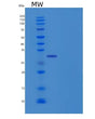 SDS-PAGE analysis of Human VSIG4 (V-Set And Immunoglobulin Domain-Containing Protein 4) - Recombinant Protein, showing >95% purity under 15% SDS-PAGE (Reduced)