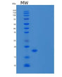 SDS-PAGE analysis of Human AGR3 (Anterior Gradient Protein 3) - Recombinant Protein, showing >95% purity under 15% SDS-PAGE (Reduced)