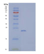 SDS-PAGE analysis of Mouse Slamf7 (Slam Family Member 7) - Recombinant Protein, showing >85% purity under 15% SDS-PAGE (Reduced)