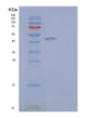 SDS-PAGE analysis of Mouse Cd74 (H-2 Class Ii Histocompatibility Antigen Gamma Chain) - Recombinant Protein, showing >90% purity under 15% SDS-PAGE (Reduced)