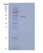 SDS-PAGE analysis of Human LAG3 (Lymphocyte Activation Gene 3 Protein) - Recombinant Protein, showing >85% purity under 15% SDS-PAGE (Reduced)