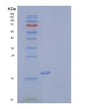 SDS-PAGE analysis of Human TREM2 (Triggering Receptor Expressed On Myeloid Cells 2) - Recombinant Protein, showing >85% purity under 15% SDS-PAGE (Reduced)