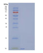 SDS-PAGE analysis of Human IGF2 (Insulin-Like Growth Factor 2) - Recombinant Protein, showing >90% purity under 15% SDS-PAGE (Reduced)