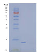 SDS-PAGE analysis of Mouse Lair1 (Leukocyte-Associated Immunoglobulin-Like Receptor 1) - Recombinant Protein, showing >85% purity under 15% SDS-PAGE (Reduced)