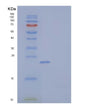 SDS-PAGE analysis of Mouse NKG2D Ligand 1/NKG2DL/ULBP1 - Recombinant Protein, showing >85% purity under 15% SDS-PAGE (Reduced)