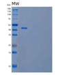 SDS-PAGE analysis of Human F9 (Coagulation Factor Ix) - Recombinant Protein, showing >95% purity under 15% SDS-PAGE (Reduced)