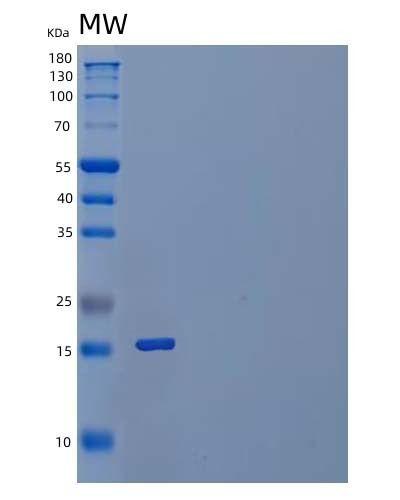SDS-PAGE analysis of Human CFC1 (Cryptic Protein) - Recombinant Protein, showing >90% purity under 15% SDS-PAGE (Reduced)