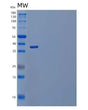 SDS-PAGE analysis of Human IL23R (Interleukin-23 Receptor) - Recombinant Protein, showing >90% purity under 15% SDS-PAGE (Reduced)