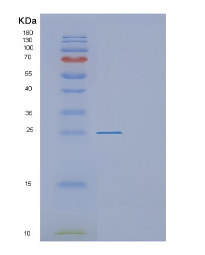 SDS-PAGE analysis of Mouse F3 (Tissue Factor) - Recombinant Protein, showing >90% purity under 15% SDS-PAGE (Reduced)