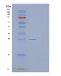 SDS-PAGE analysis of Mouse F3 (Tissue Factor) - Recombinant Protein, showing >90% purity under 15% SDS-PAGE (Reduced)