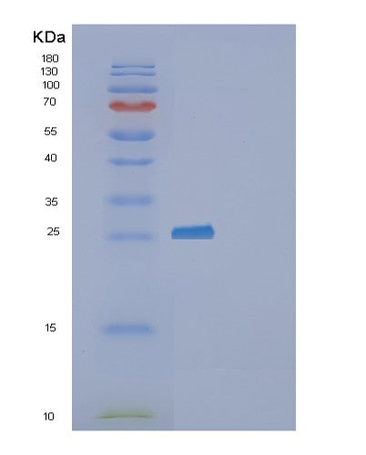 SDS-PAGE analysis of Human F3 (Tissue Factor) - Recombinant Protein, showing >90% purity under 15% SDS-PAGE (Reduced)