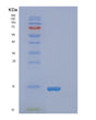 SDS-PAGE analysis of Human FABP4 (Fatty Acid-Binding Protein, Adipocyte) - Recombinant Protein, showing >85% purity under 15% SDS-PAGE (Reduced)