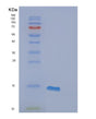 SDS-PAGE analysis of Human FABP6 (Gastrotropin) - Recombinant Protein, showing >90% purity under 15% SDS-PAGE (Reduced)
