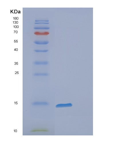 SDS-PAGE analysis of Human FABP7 (Fatty Acid-Binding Protein, Brain) - Recombinant Protein, showing >85% purity under 15% SDS-PAGE (Reduced)