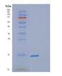 SDS-PAGE analysis of Human FABP7 (Fatty Acid-Binding Protein, Brain) - Recombinant Protein, showing >85% purity under 15% SDS-PAGE (Reduced)