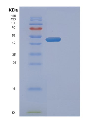 SDS-PAGE analysis of Human FADD (Fas-Associated Death Domain Protein) - Recombinant Protein, showing >85% purity under 15% SDS-PAGE (Reduced)