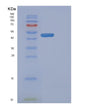SDS-PAGE analysis of Human FADD (Fas-Associated Death Domain Protein) - Recombinant Protein, showing >85% purity under 15% SDS-PAGE (Reduced)