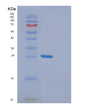 SDS-PAGE analysis of Human FAM50A (Protein Fam50A) - Recombinant Protein, showing >85% purity under 15% SDS-PAGE (Reduced)