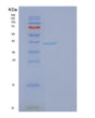 SDS-PAGE analysis of Human FBP1 (Fructose-1,6-Bisphosphatase 1) - Recombinant Protein, showing >85% purity under 15% SDS-PAGE (Reduced)