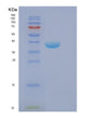 SDS-PAGE analysis of Human FBP2 (Fructose-1,6-Bisphosphatase Isozyme 2) - Recombinant Protein, showing >90% purity under 15% SDS-PAGE (Reduced)