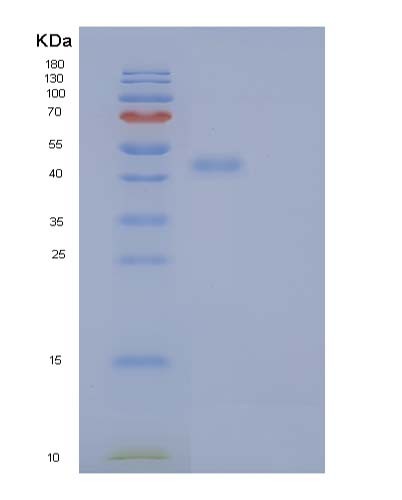 SDS-PAGE analysis of Human ERP44 (Endoplasmic Reticulum Resident Protein 44) - Recombinant Protein, showing >90% purity under 15% SDS-PAGE (Reduced)
