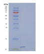 SDS-PAGE analysis of Human S100A13 (Protein S100-A13) - Recombinant Protein, showing >85% purity under 15% SDS-PAGE (Reduced)