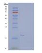 SDS-PAGE analysis of Mouse Trem2 (Triggering Receptor Expressed On Myeloid Cells 2) - Recombinant Protein, showing >90% purity under 15% SDS-PAGE (Reduced)