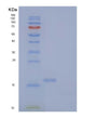 SDS-PAGE analysis of Human KLRK1 (Nkg2-D Type Ii Integral Membrane Protein) - Recombinant Protein, showing >90% purity under 15% SDS-PAGE (Reduced)