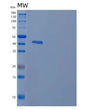 SDS-PAGE analysis of Human CCR7 (C-C Chemokine Receptor Type 7) - Recombinant Protein, showing >95% purity under 15% SDS-PAGE (Reduced)