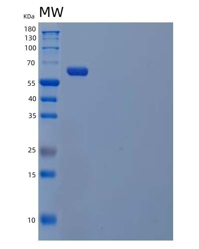 SDS-PAGE analysis of Human SIGLEC9 (Sialic Acid-Binding Ig-Like Lectin 9) - Recombinant Protein, showing >95% purity under 15% SDS-PAGE (Reduced)