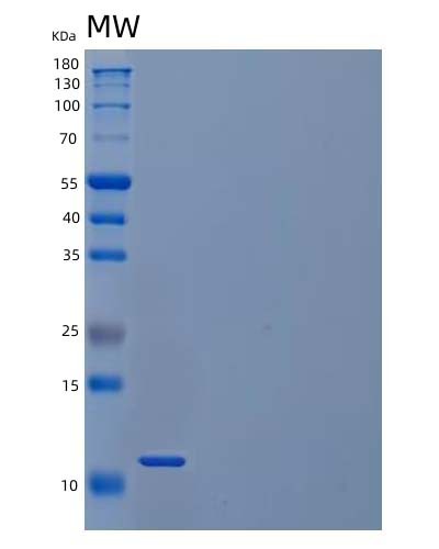 SDS-PAGE analysis of Mouse Ccl21a (C-C Motif Chemokine 21A) - Recombinant Protein, showing >85% purity under 15% SDS-PAGE (Reduced)
