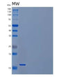 SDS-PAGE analysis of Mouse Ccl21a (C-C Motif Chemokine 21A) - Recombinant Protein, showing >85% purity under 15% SDS-PAGE (Reduced)