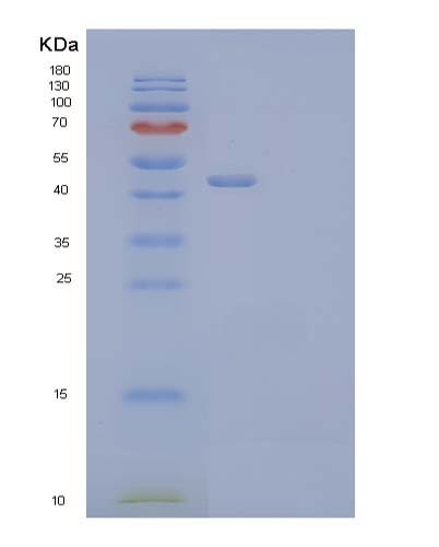 SDS-PAGE analysis of Mouse Clu (Clusterin) - Recombinant Protein, showing >85% purity under 15% SDS-PAGE (Reduced)