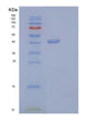 SDS-PAGE analysis of Human CSF3 (Granulocyte Colony-Stimulating Factor) - Recombinant Protein, showing >90% purity under 15% SDS-PAGE (Reduced)