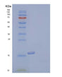 SDS-PAGE analysis of Human TNF (Tumor Necrosis Factor) - Recombinant Protein, showing >85% purity under 15% SDS-PAGE (Reduced)