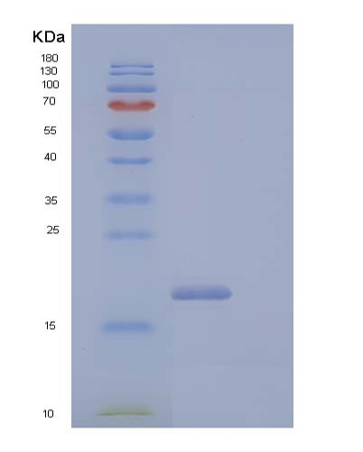 SDS-PAGE analysis of Human CD99L2 (Cd99 Antigen-Like Protein 2) - Recombinant Protein, showing >95% purity under 15% SDS-PAGE (Reduced)