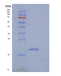 SDS-PAGE analysis of Human CD99L2 (Cd99 Antigen-Like Protein 2) - Recombinant Protein, showing >95% purity under 15% SDS-PAGE (Reduced)