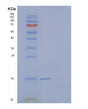 SDS-PAGE analysis of Human HBA1 (Hemoglobin Subunit Alpha) - Recombinant Protein, showing >90% purity under 15% SDS-PAGE (Reduced)