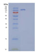 SDS-PAGE analysis of Human CNTN2 (Contactin-2) - Recombinant Protein, showing >85% purity under 15% SDS-PAGE (Reduced)