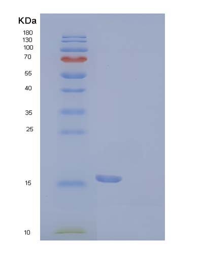 SDS-PAGE analysis of Human PDCD1 (Programmed Cell Death Protein 1) - Recombinant Protein, showing >95% purity under 15% SDS-PAGE (Reduced)