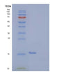 SDS-PAGE analysis of Human PDCD1 (Programmed Cell Death Protein 1) - Recombinant Protein, showing >95% purity under 15% SDS-PAGE (Reduced)