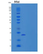 SDS-PAGE analysis of Human TNFRSF1B (Tumor Necrosis Factor Receptor Superfamily Member 1B) - Recombinant Protein, showing >90% purity under 15% SDS-PAGE (Reduced)