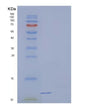 SDS-PAGE analysis of Human PDPN (Podoplanin) - Recombinant Protein, showing >90% purity under 15% SDS-PAGE (Reduced)