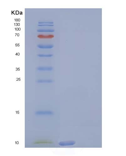 SDS-PAGE analysis of Human SCGB3A2 (Secretoglobin Family 3A Member 2) - Recombinant Protein, showing >95% purity under 15% SDS-PAGE (Reduced)
